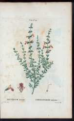 Katzengamander konventionell